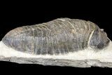 Large, Parahomalonotus Trilobite - Foum Zguid, Morocco #124901-1
